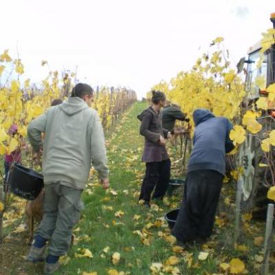 Vendanges 12 Novembre 2010